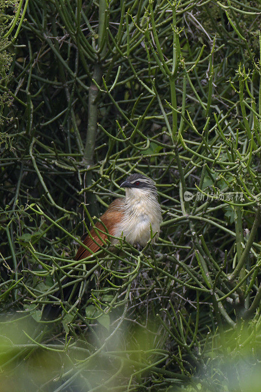 White-browed Coucal